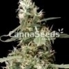 Cannabis plant close-up with CannaSeeds logo