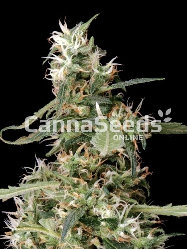 Cannabis plant close-up with CannaSeeds logo