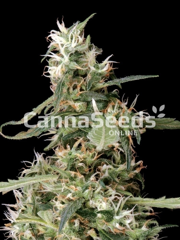 Cannabis plant close-up with CannaSeeds logo