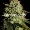 Agent Orange Seeds Image