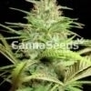 Ak 47 Seeds Image