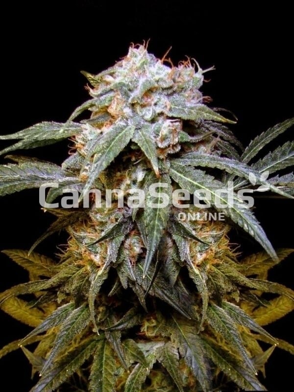 Alaskan Thunderfuck Seeds Image