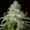 American Dream Seeds Image