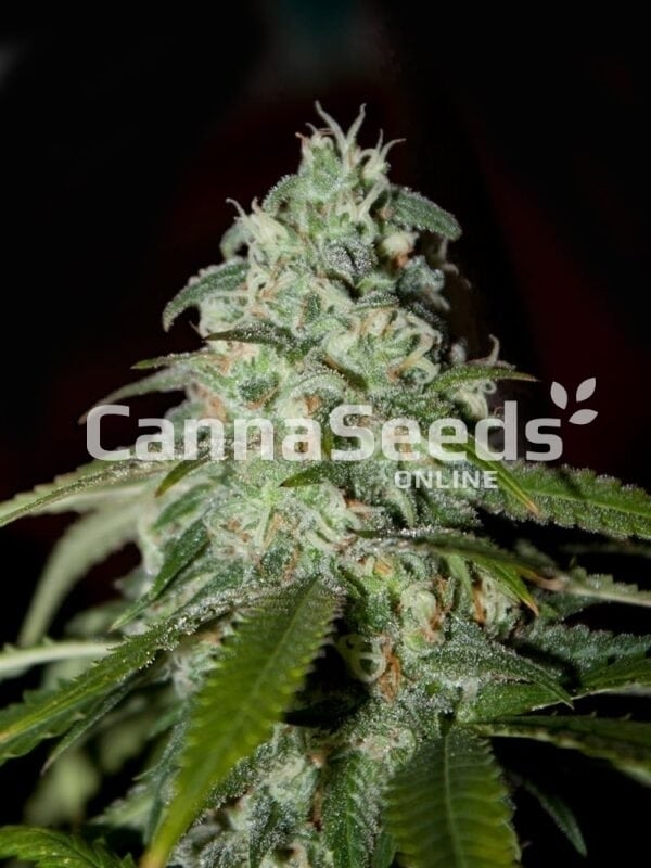 American Dream Seeds Image