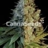 Autoflower Feminized Sativa Combo Seeds Image