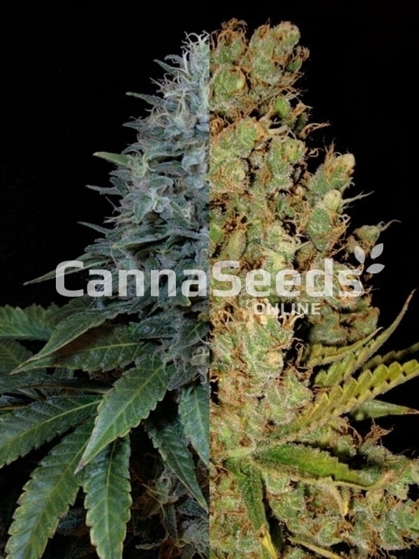 Autoflower Feminized Sativa Combo Seeds Image