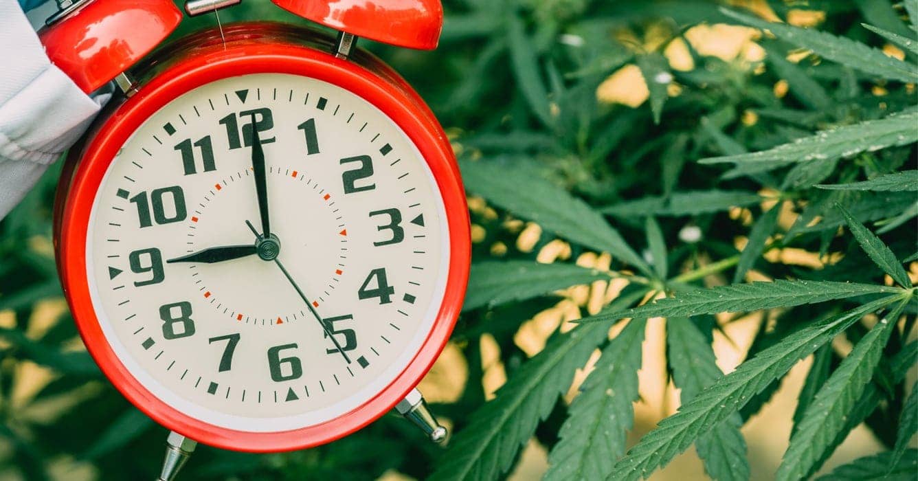 Autoflowering Seeds Bild