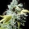 Black Jack Seeds Image