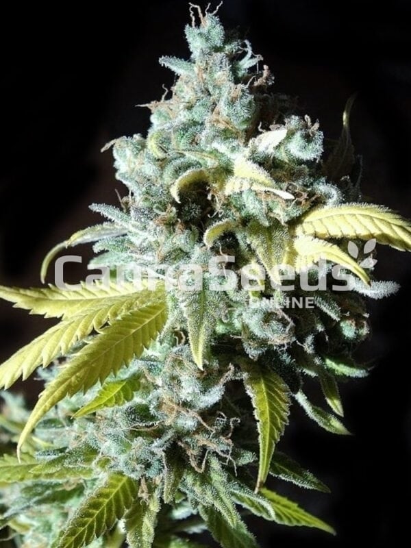 Black Jack Seeds Image