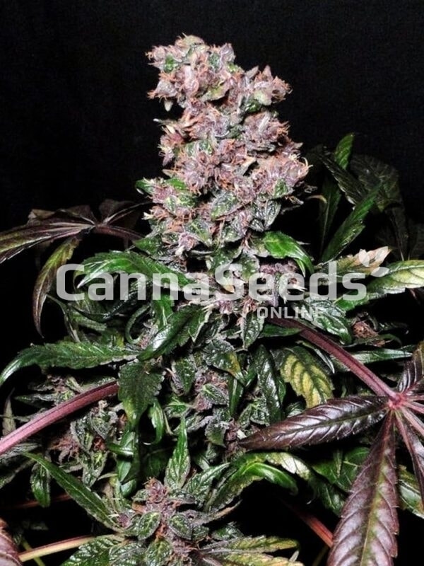 Blue Berry Seeds Image