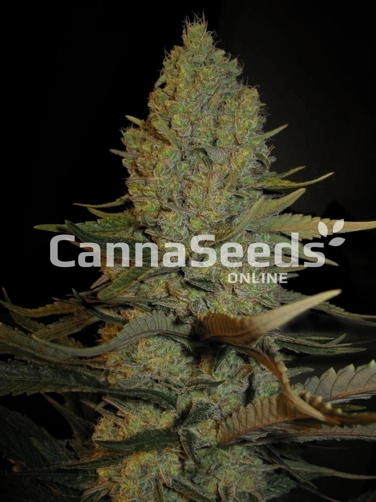 Blue Cheese Seeds Image