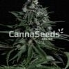 Blue Dream Seeds Image