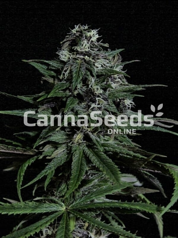 Blue Dream Seeds Image