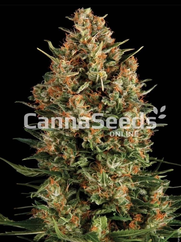Borderliner Extreme Feminized Seeds Image