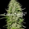 Buddha Cheese Seeds Image