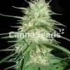 California Dream Seeds Image