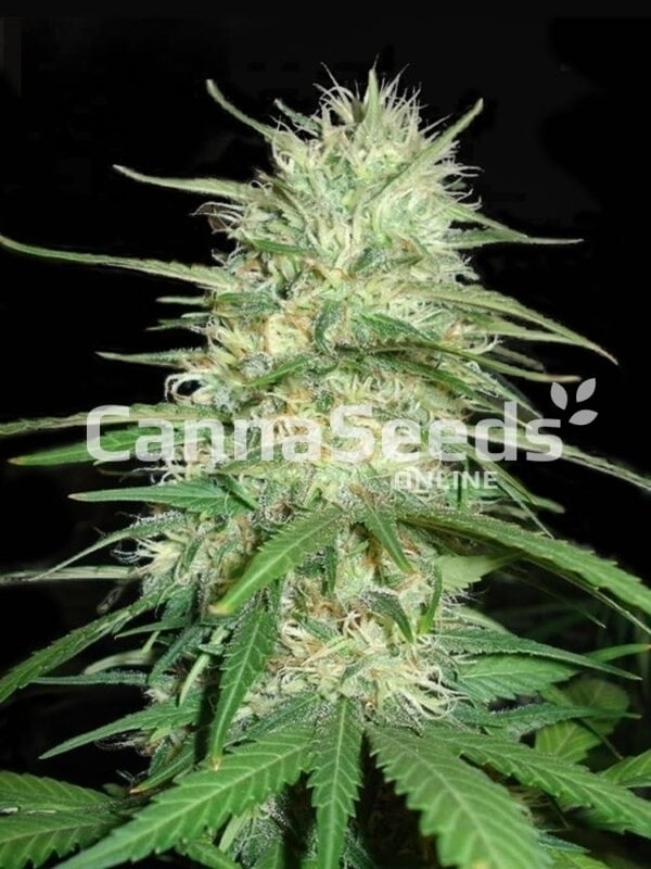 California Dream Seeds Image