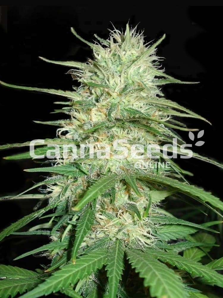 California Dream Seeds Image