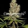 Caramel Candy Kush Seeds Image