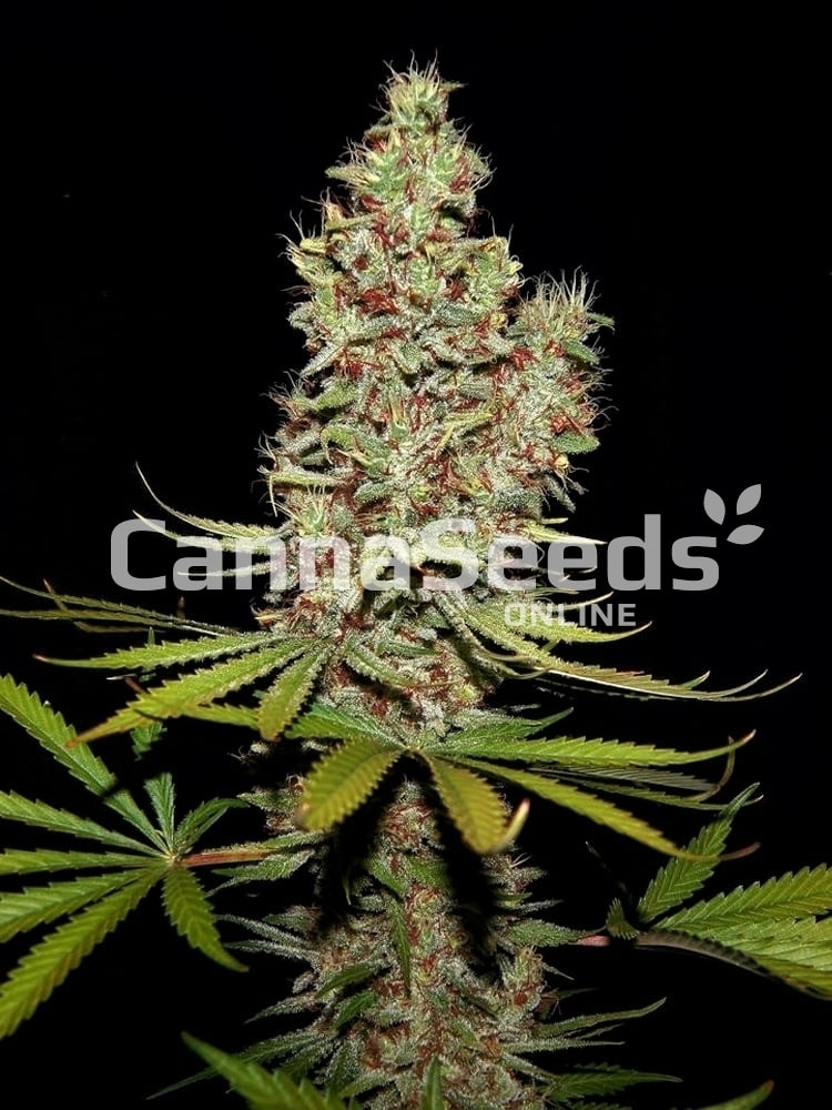 Caramel Candy Kush Seeds Image