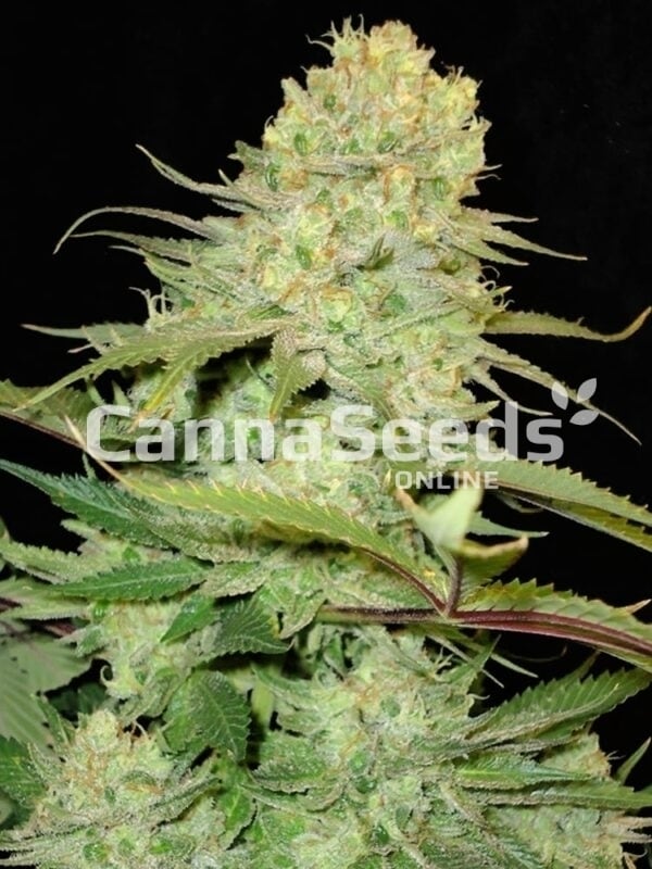 Cheese Seeds Image