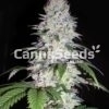 Durban Poison Seeds Image