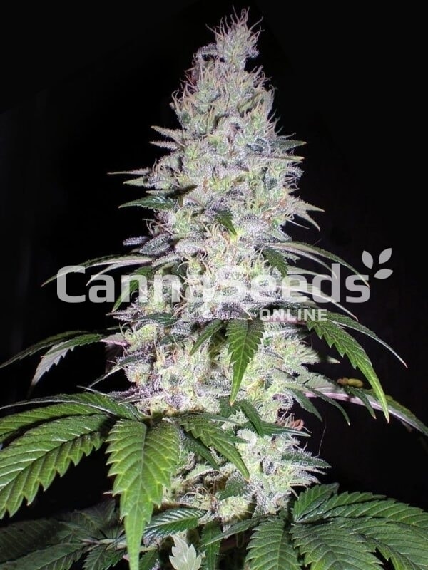 Durban Poison Seeds Image
