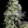 Fast Flowering Feminized Combo Seeds Image