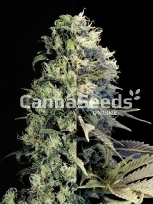 Fast Flowering Feminized Combo Seeds Image