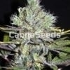 Girl Scout Cookies Regular Seeds Image