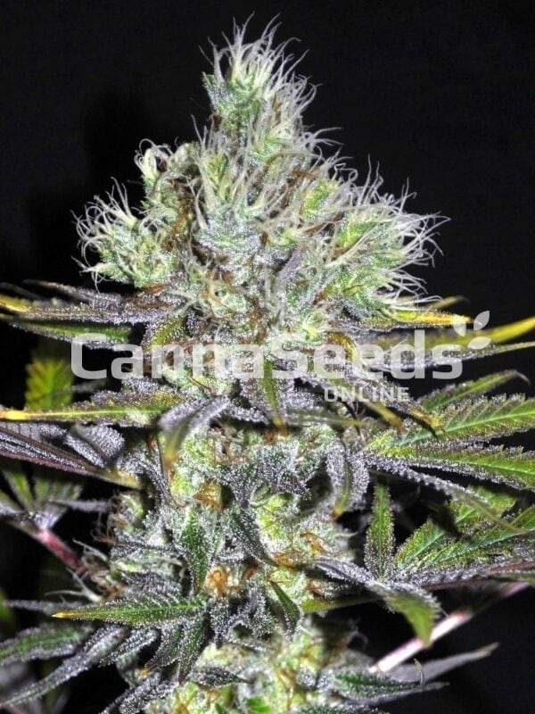 Girl Scout Cookies Regular Seeds Image