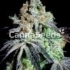 Grand Daddy Purple Seeds Image