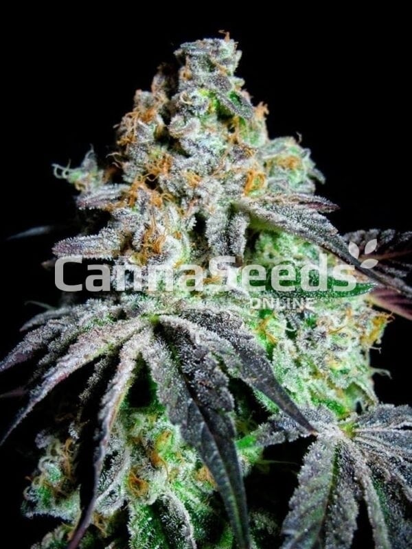 Grand Daddy Purple Seeds Image