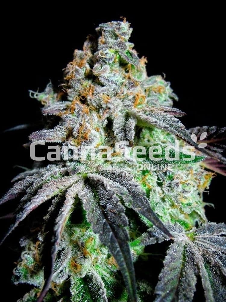 Grand Daddy Purple Seeds Image