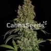 Head Cheese Seeds Image