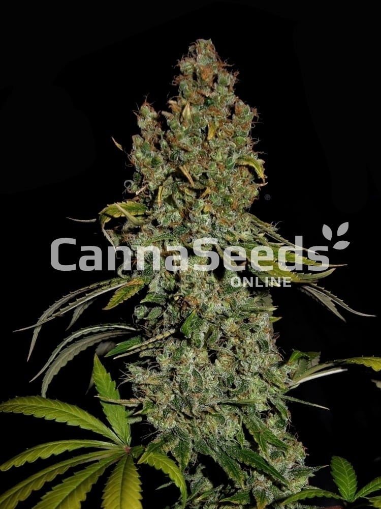 Head Cheese Seeds Image