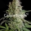 High Thc Feminized Combo Seeds Image