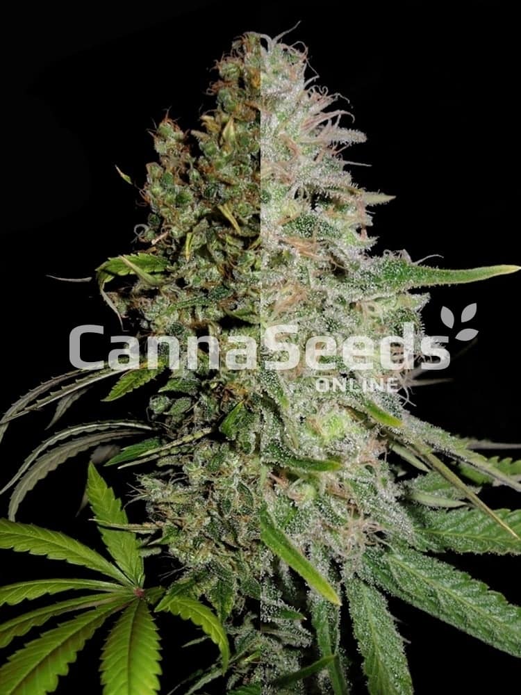 High Thc Feminized Combo Seeds Image