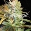 High Thc Feminized Combo Seeds Image