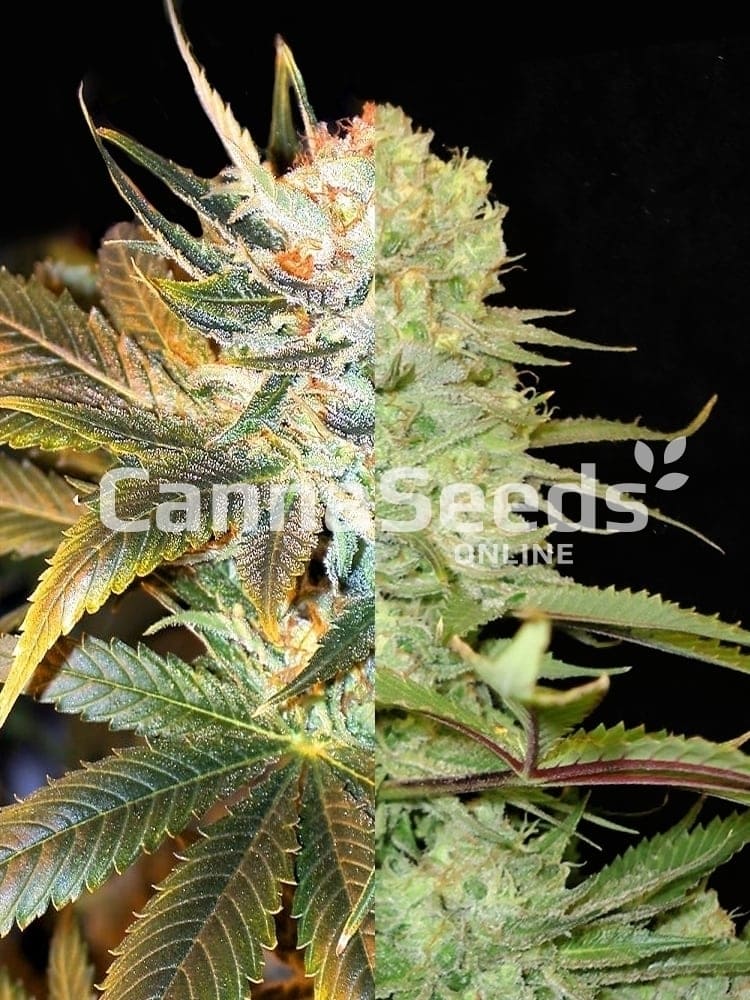 High Thc Feminized Combo Seeds Image