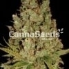 Jack Herer Heeds Image