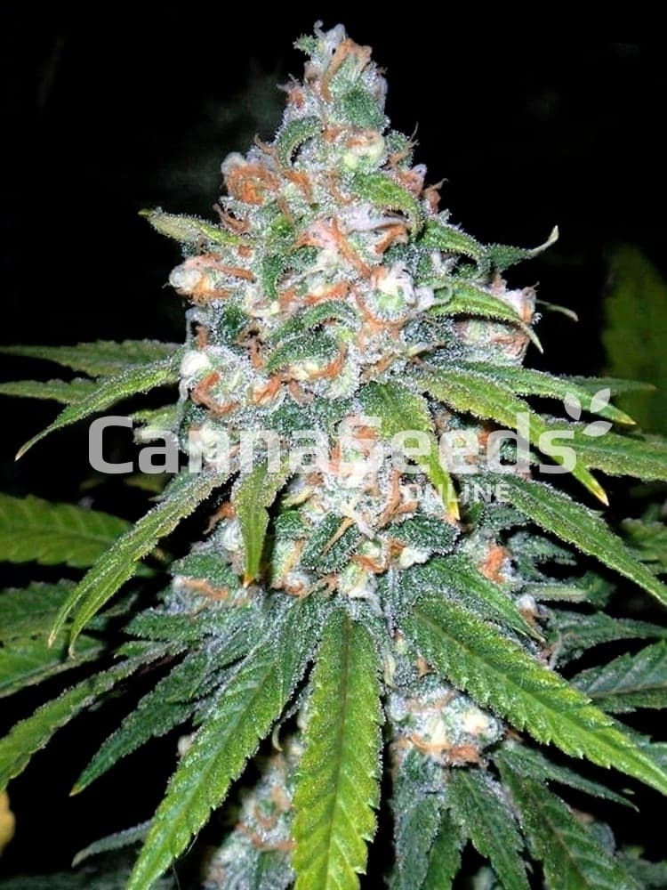 Lemon Ice Seeds Image