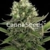 Lemon Skunk Seeds Image