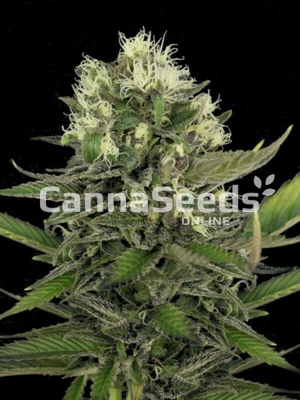 Lemon Skunk Seeds Image