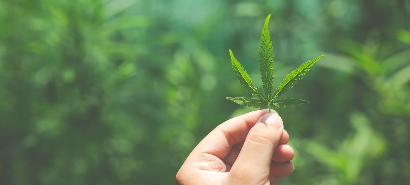 Artículos sobre marihuana Imagen