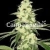 Master Kush Seeds Image