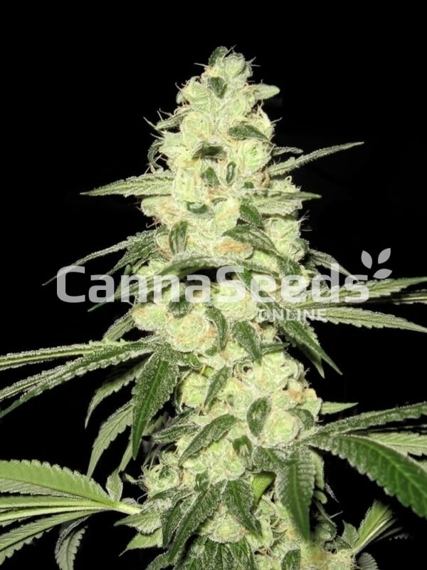 Master Kush Seeds Image