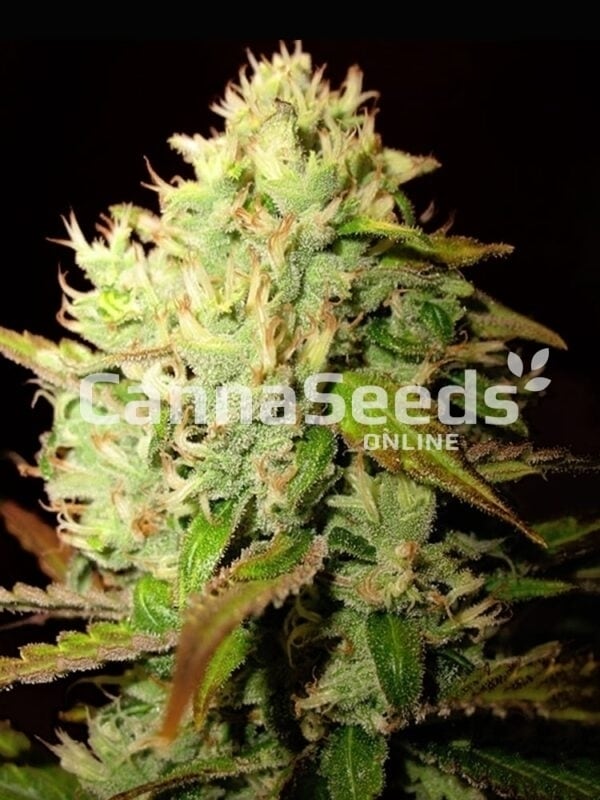 Medijuana Seeds Image