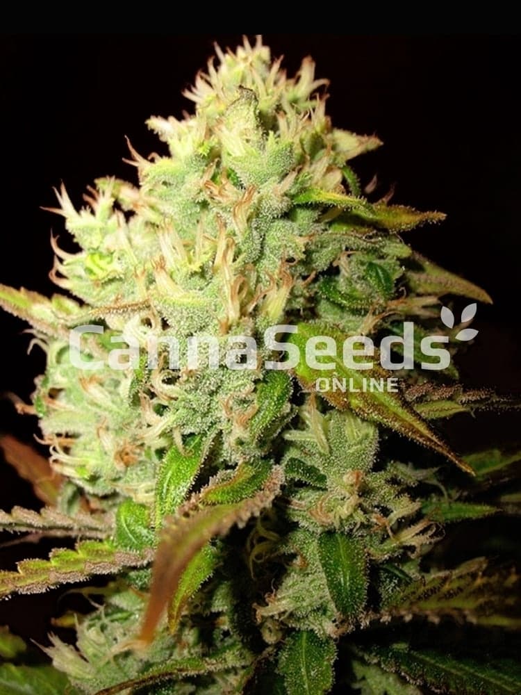 Medijuana Seeds Image