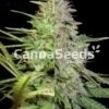 Most Popular Feminized Combo Seeds Image